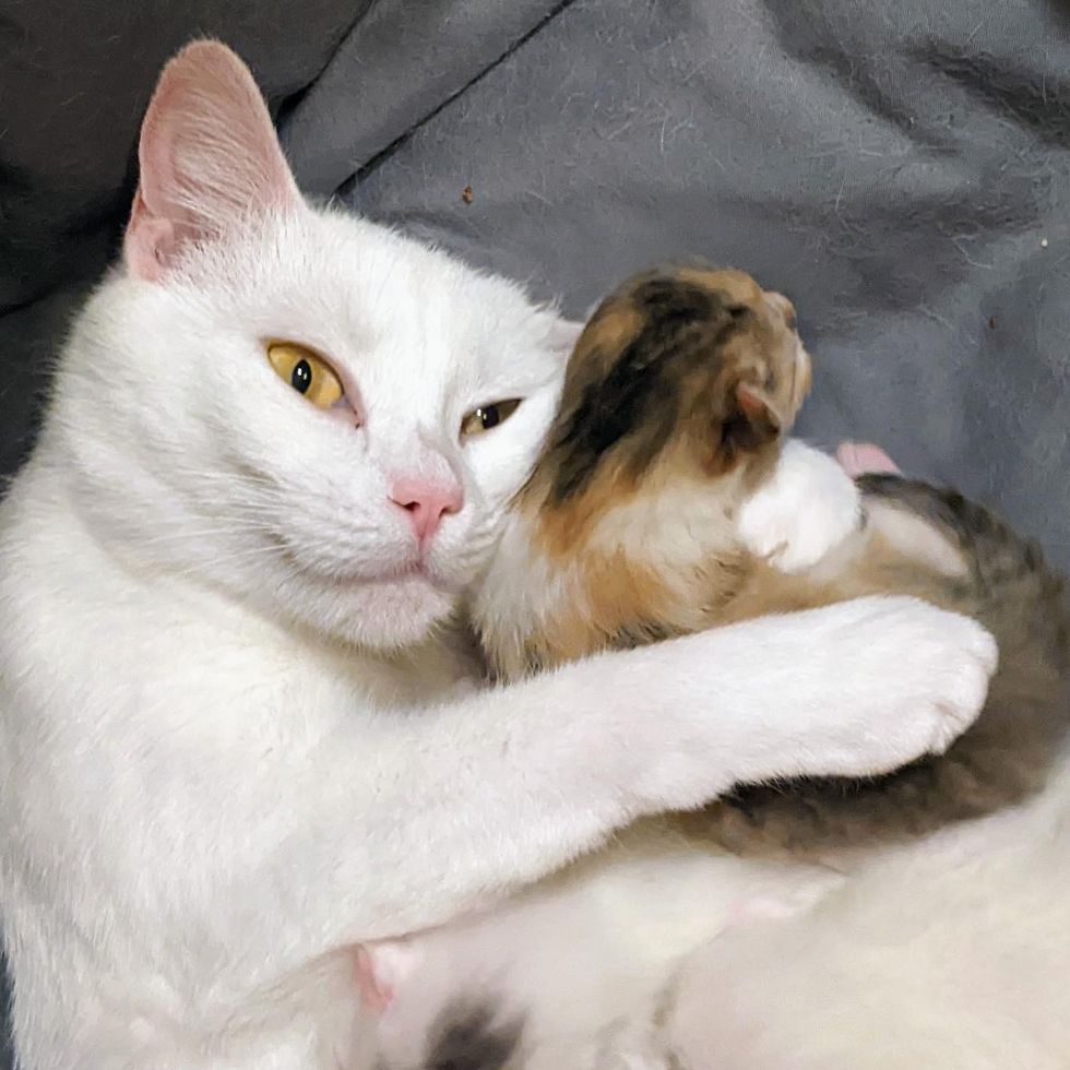 cat hugs kitten