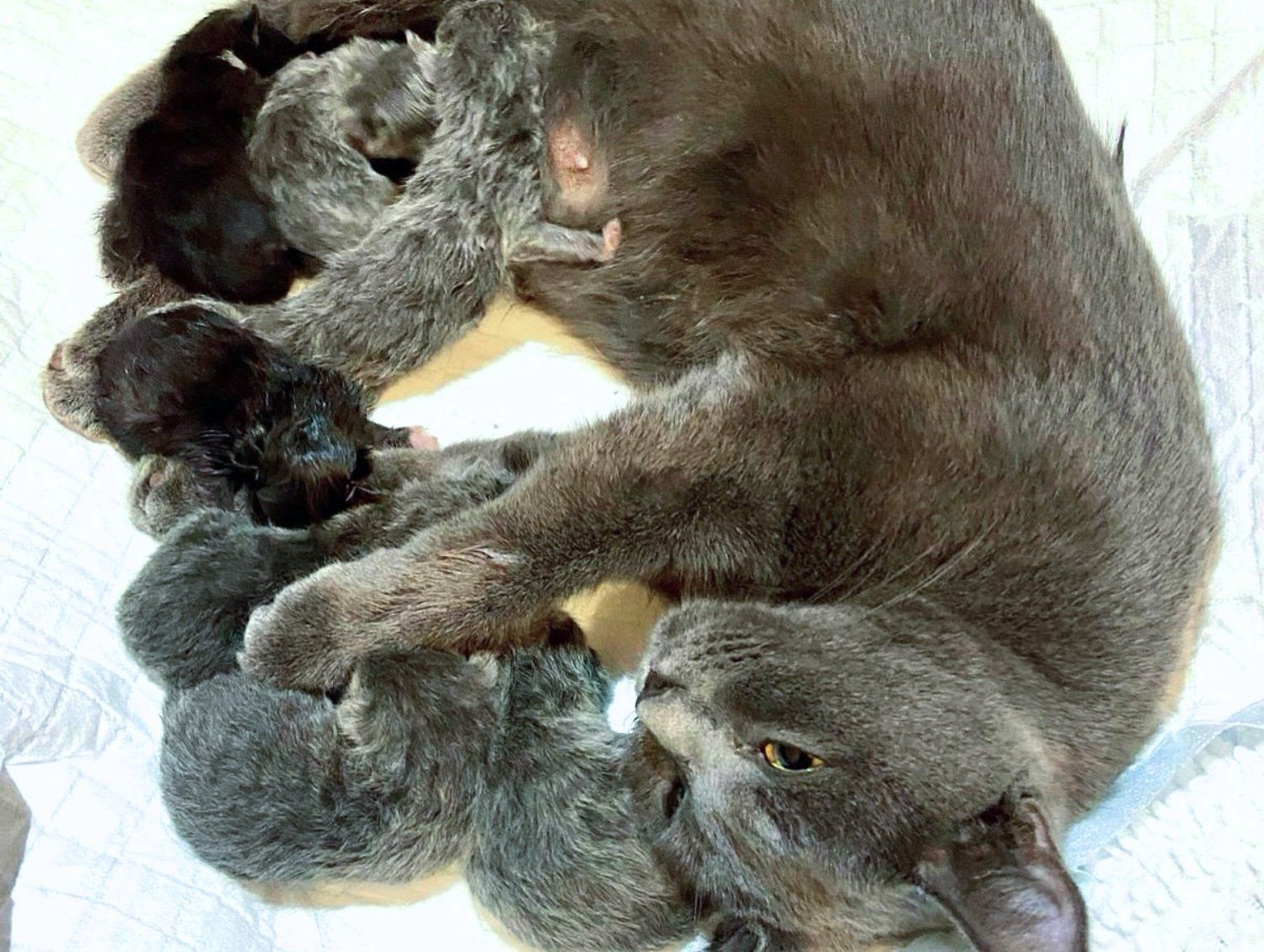 子猫を抱きしめるラベンダー