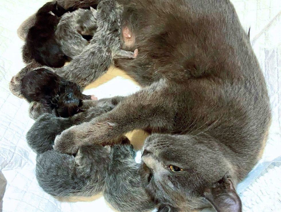 cat hugs newborn kittens