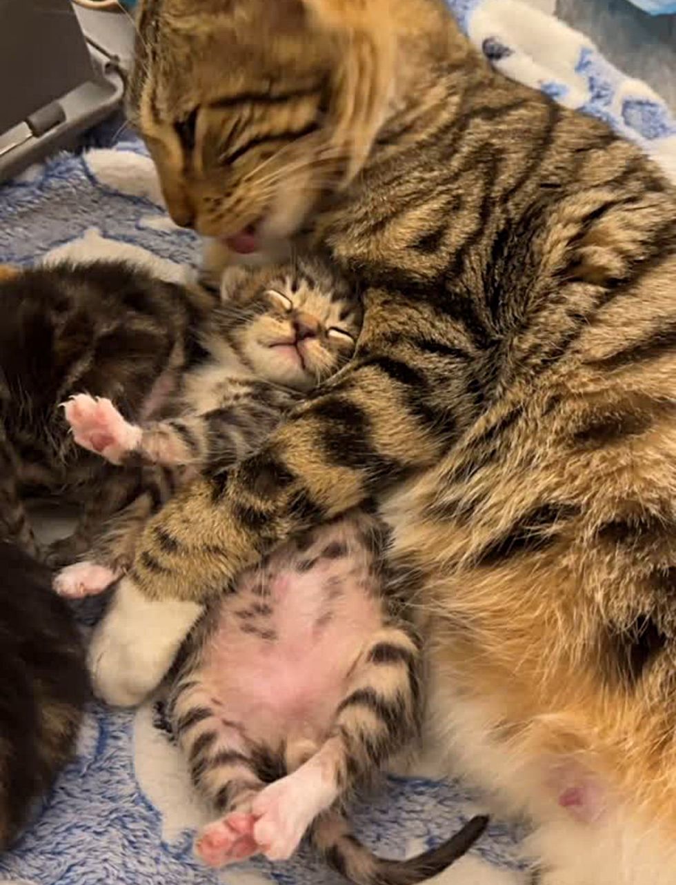 cat hugs tabby kitten