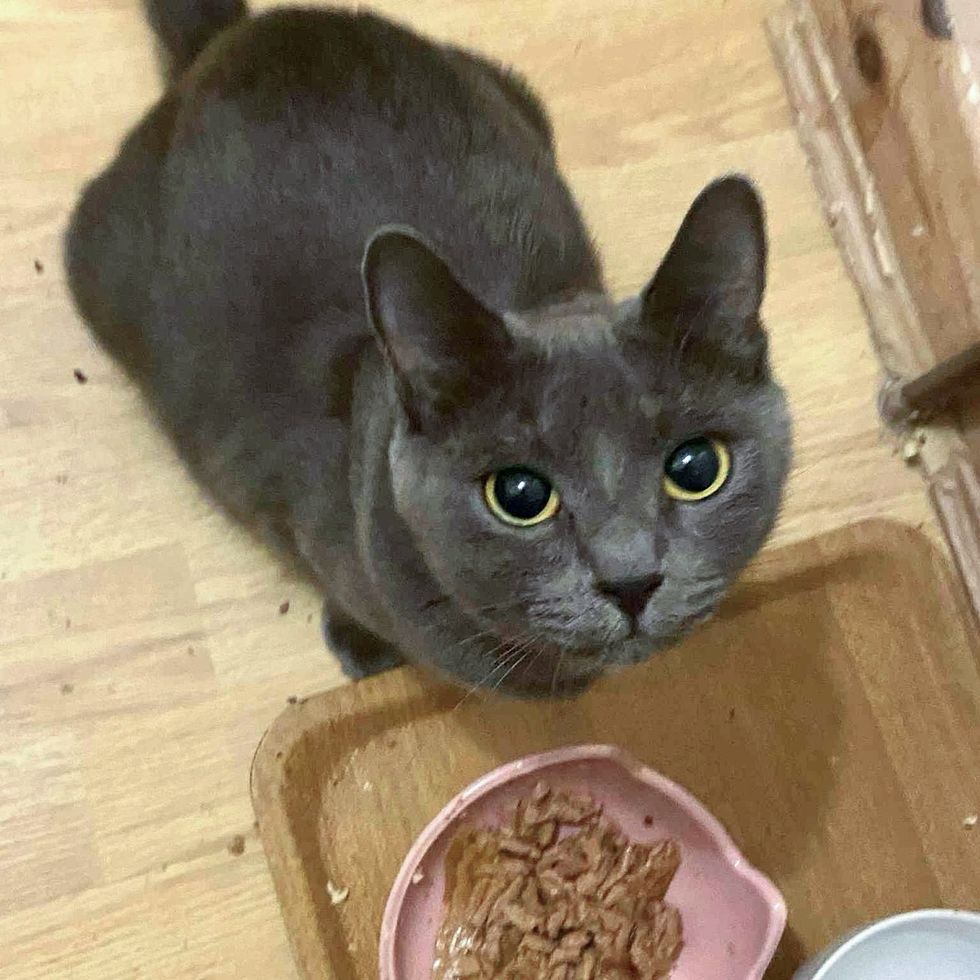cat hungry foster care