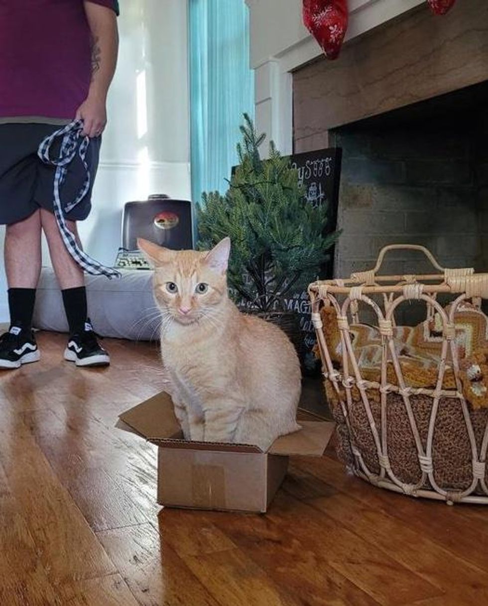 cat in box