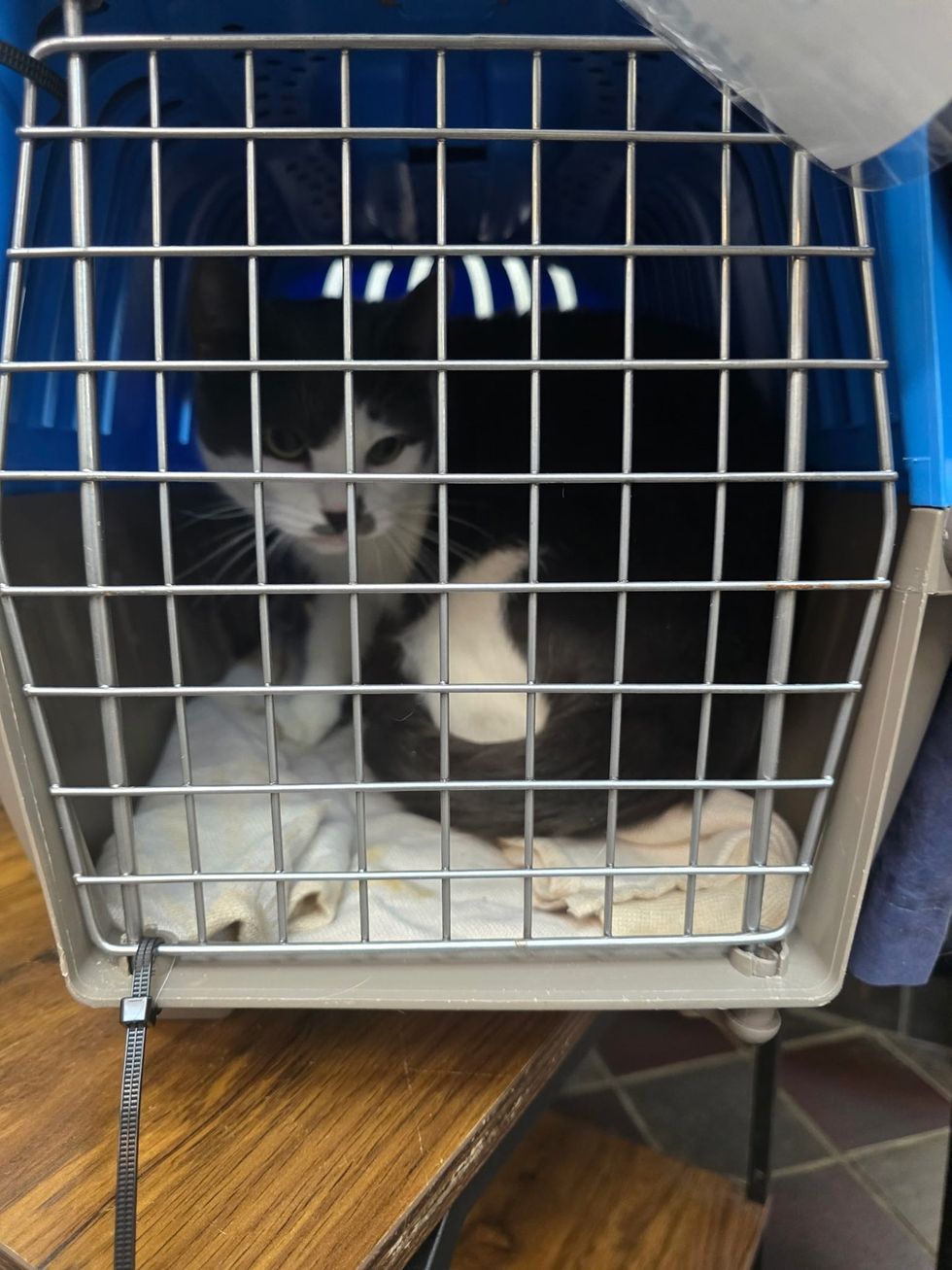 Cat in cage at shelter