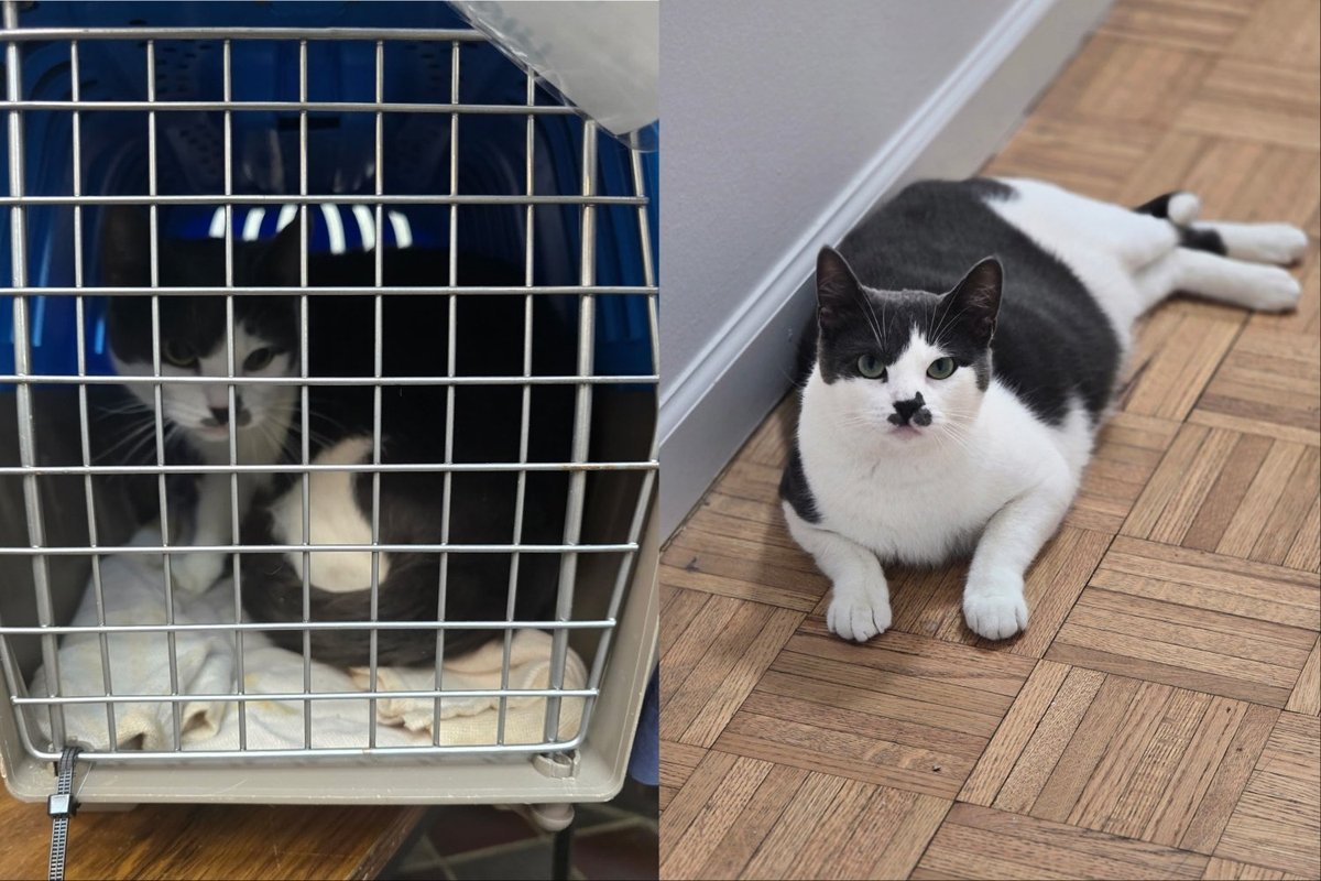 Cat in carrier then free to roam and happy