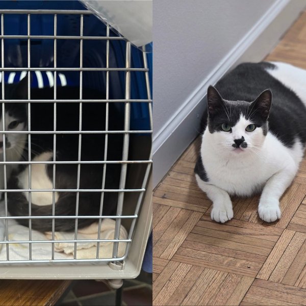 Cat in carrier then free to roam and happy