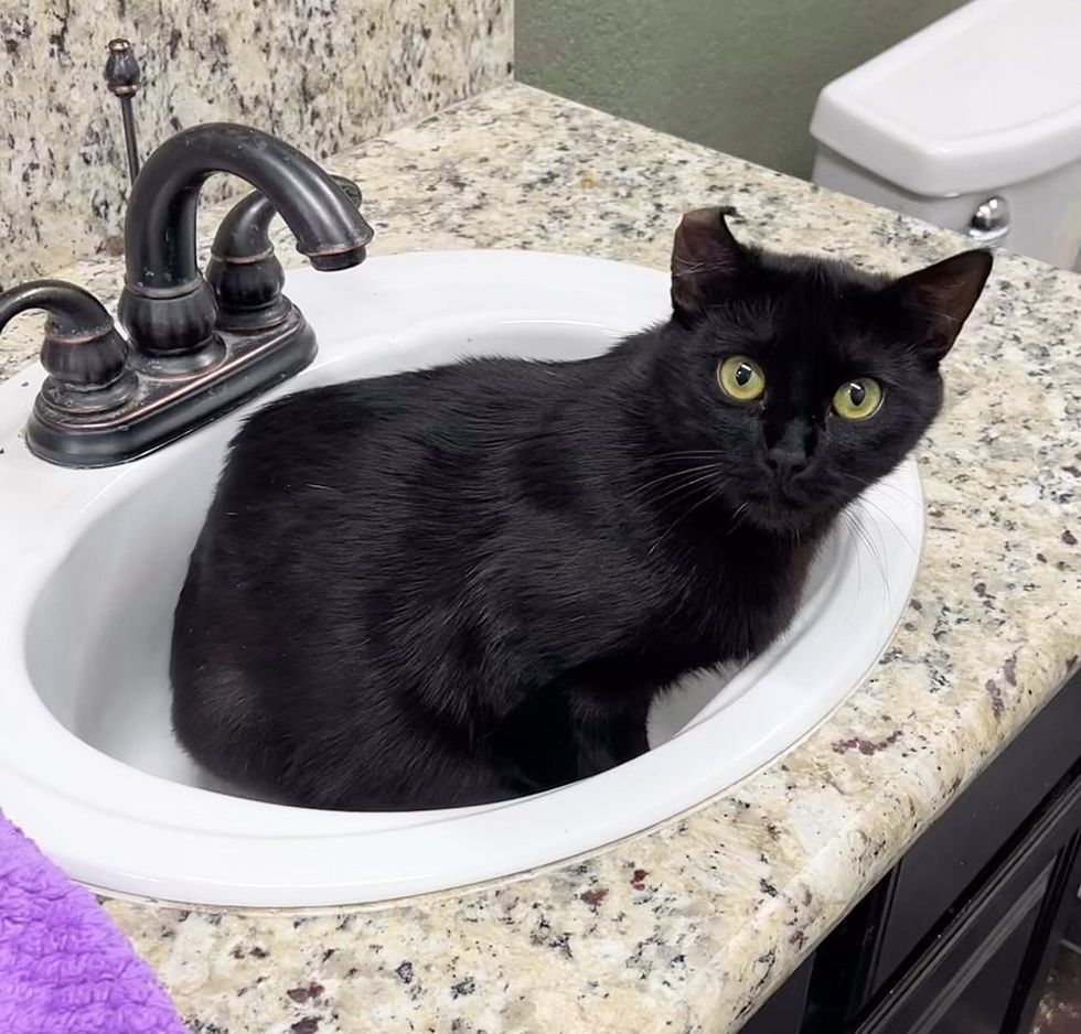cat in sink