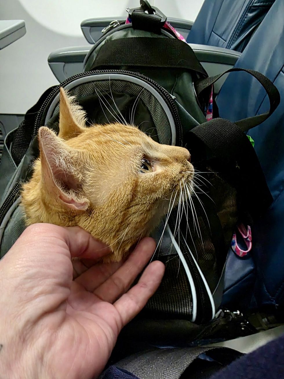 飛行機のシートで寝る猫
