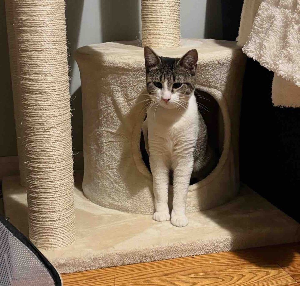 cat indoor cubby bed