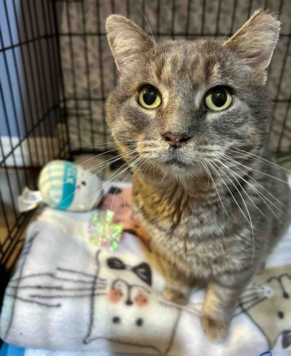 cat indoors blankets