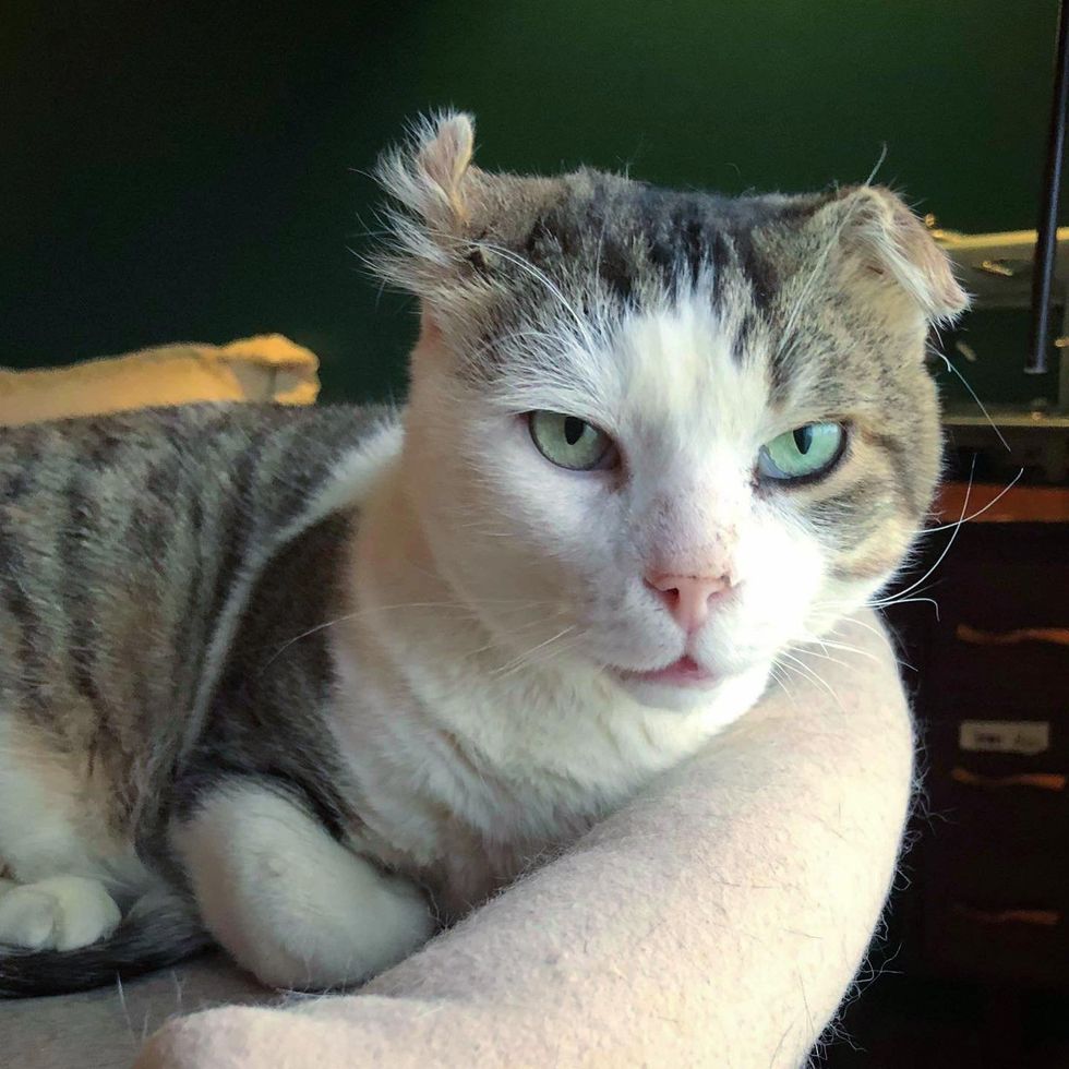 cat indoors crinkled ear