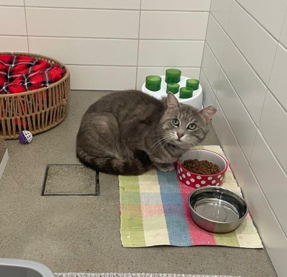cat indoors happy