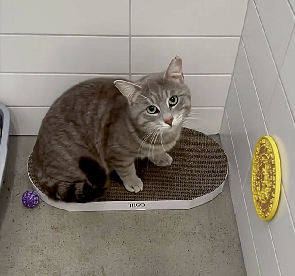 cat indoors scratching pad