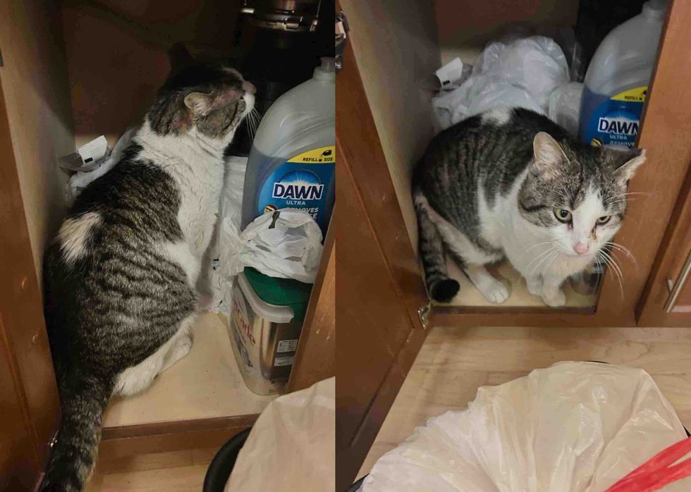 cat inspecting cabinet