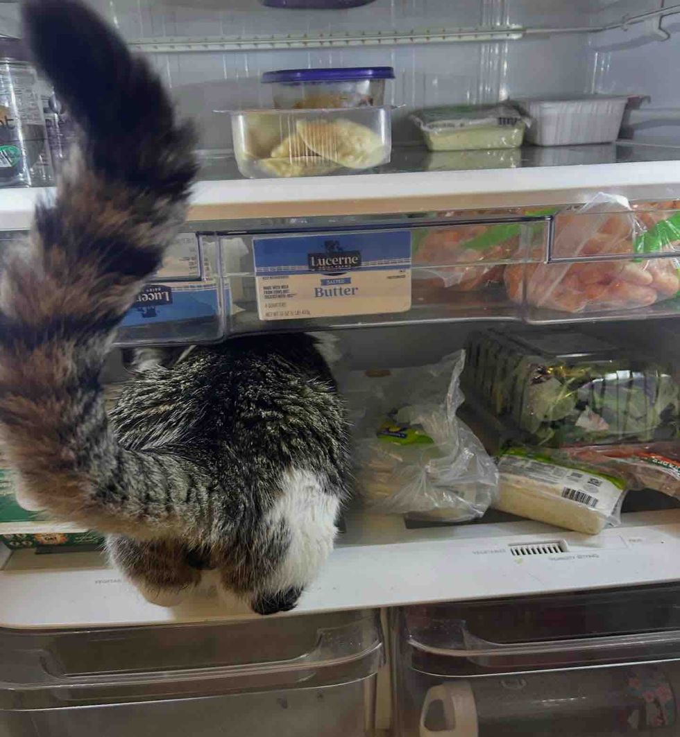 cat inspecting fridge