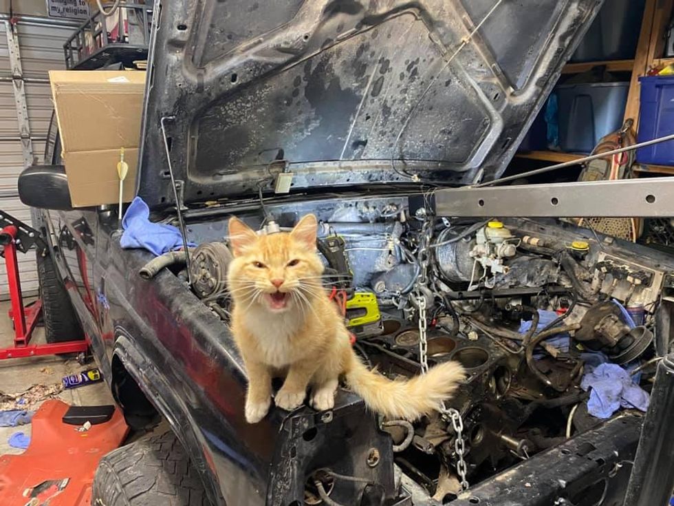 cat, jeep