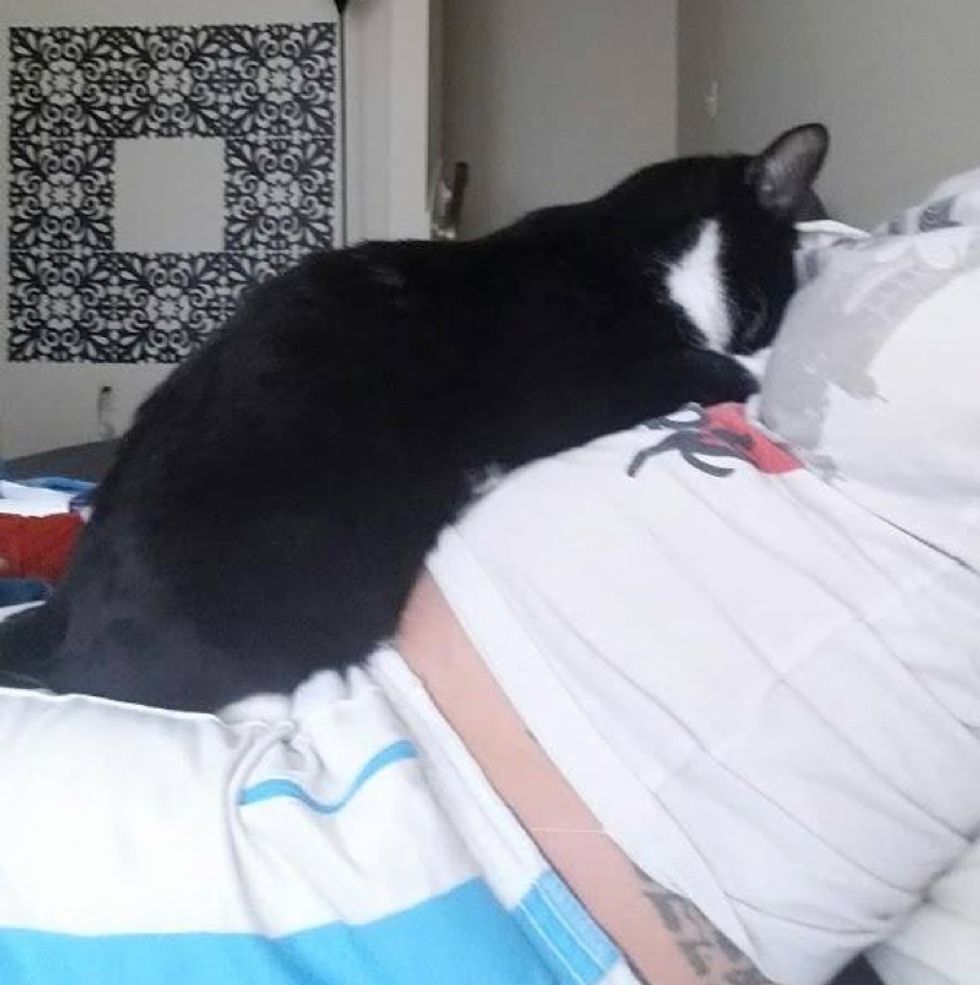 cat keeps baby inside pregnant belly safe