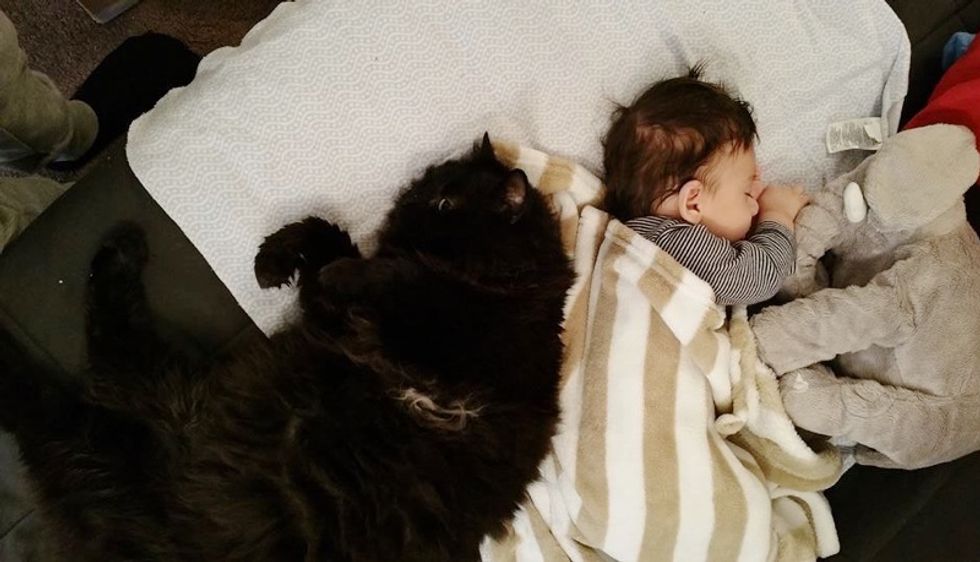 cat keeps newborn baby safe snuggle cuddle
