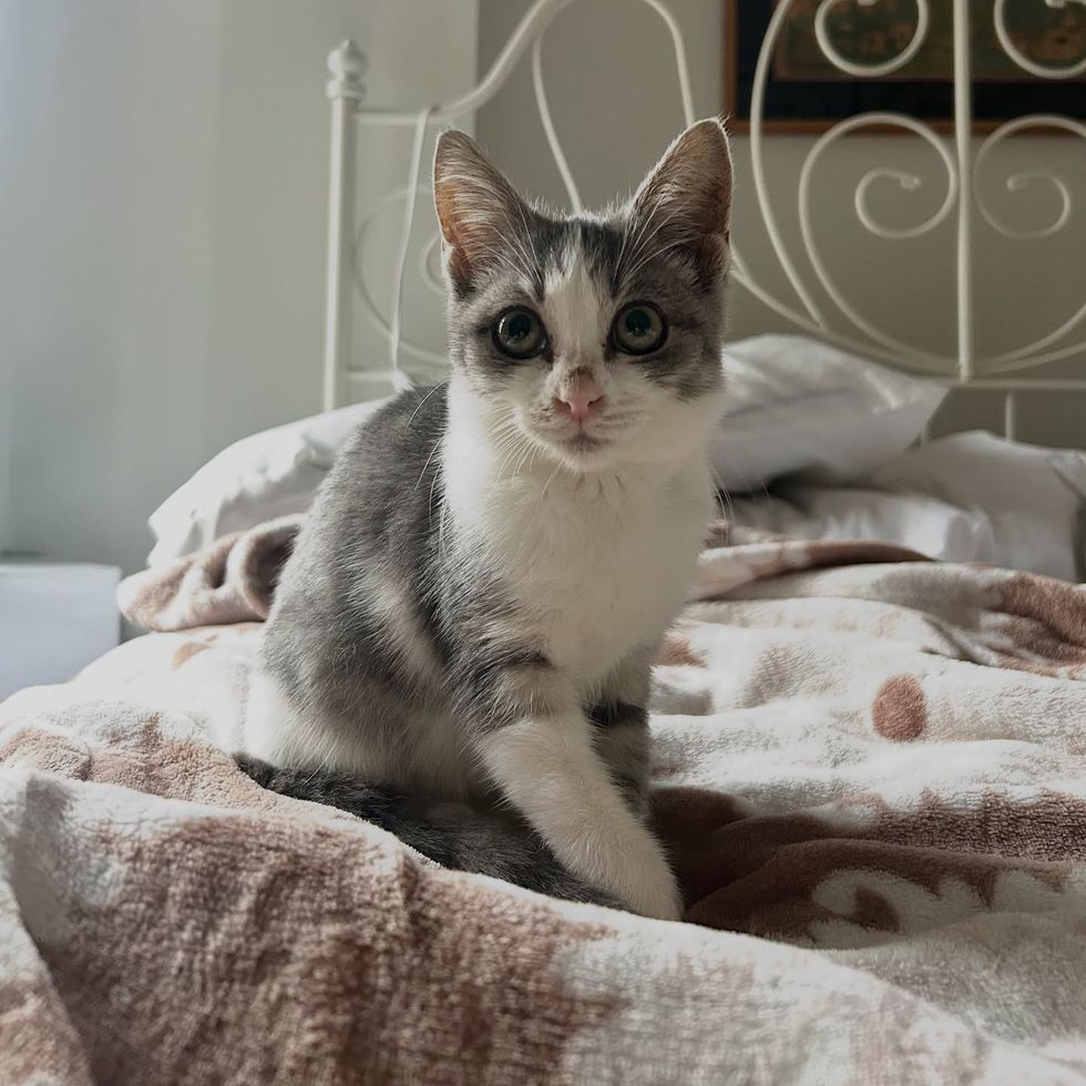 cat kitten bed happy