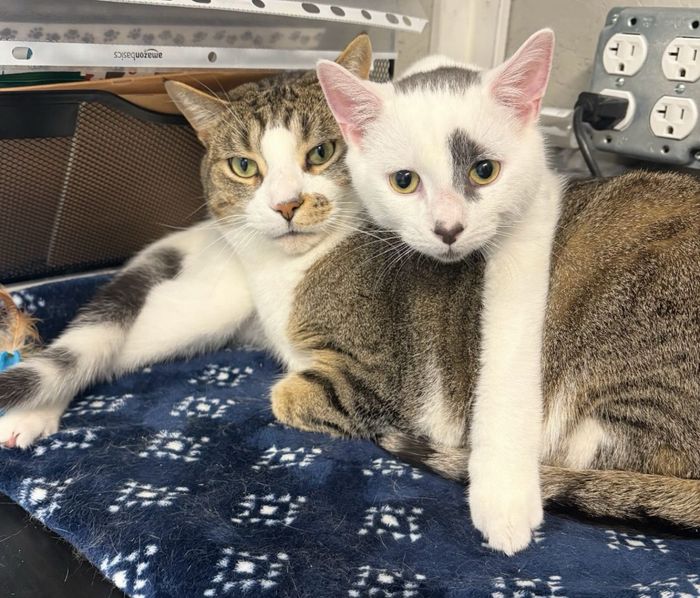 cat kitten best friends