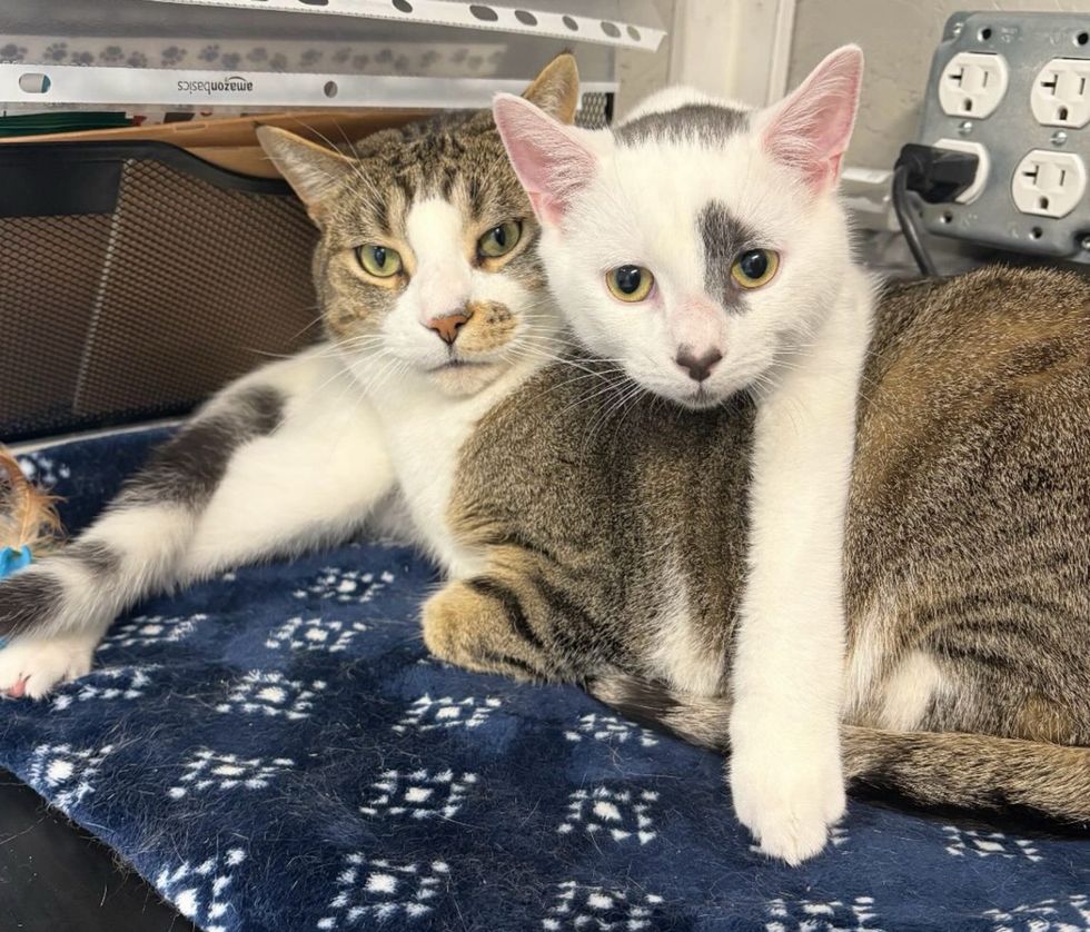cat kitten best friends