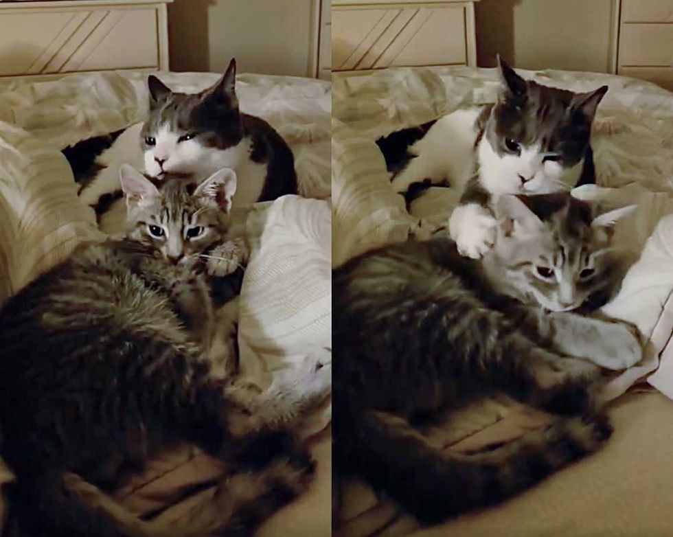 Cat Kitten Best Friends