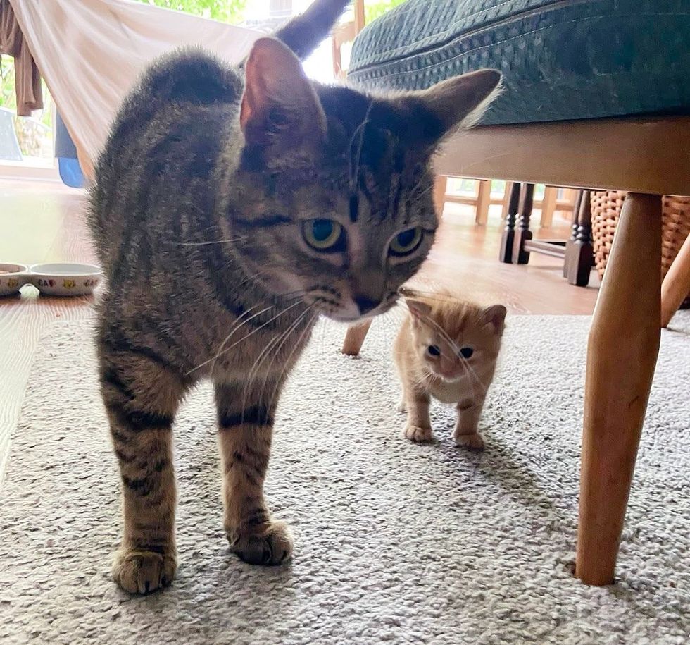 cat kitten exploring