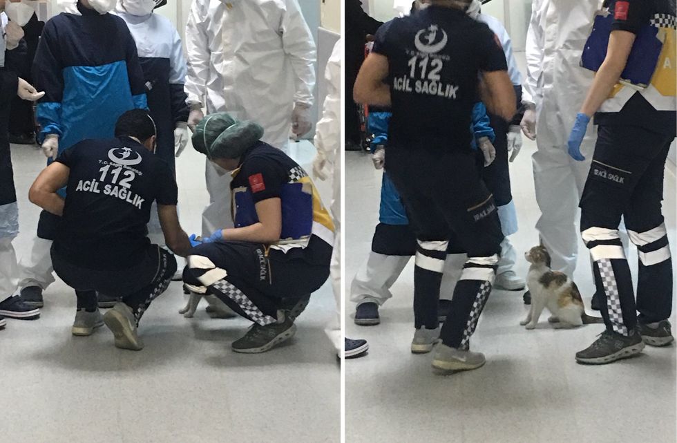 cat, kitten, hospital, ER, emergency room, Istanbul, doctors