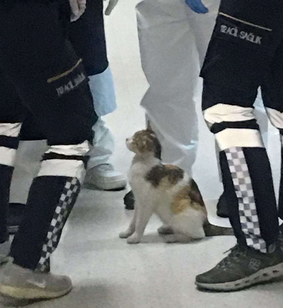 cat, kitten, hospital, ER, emergency room, Istanbul, doctors
