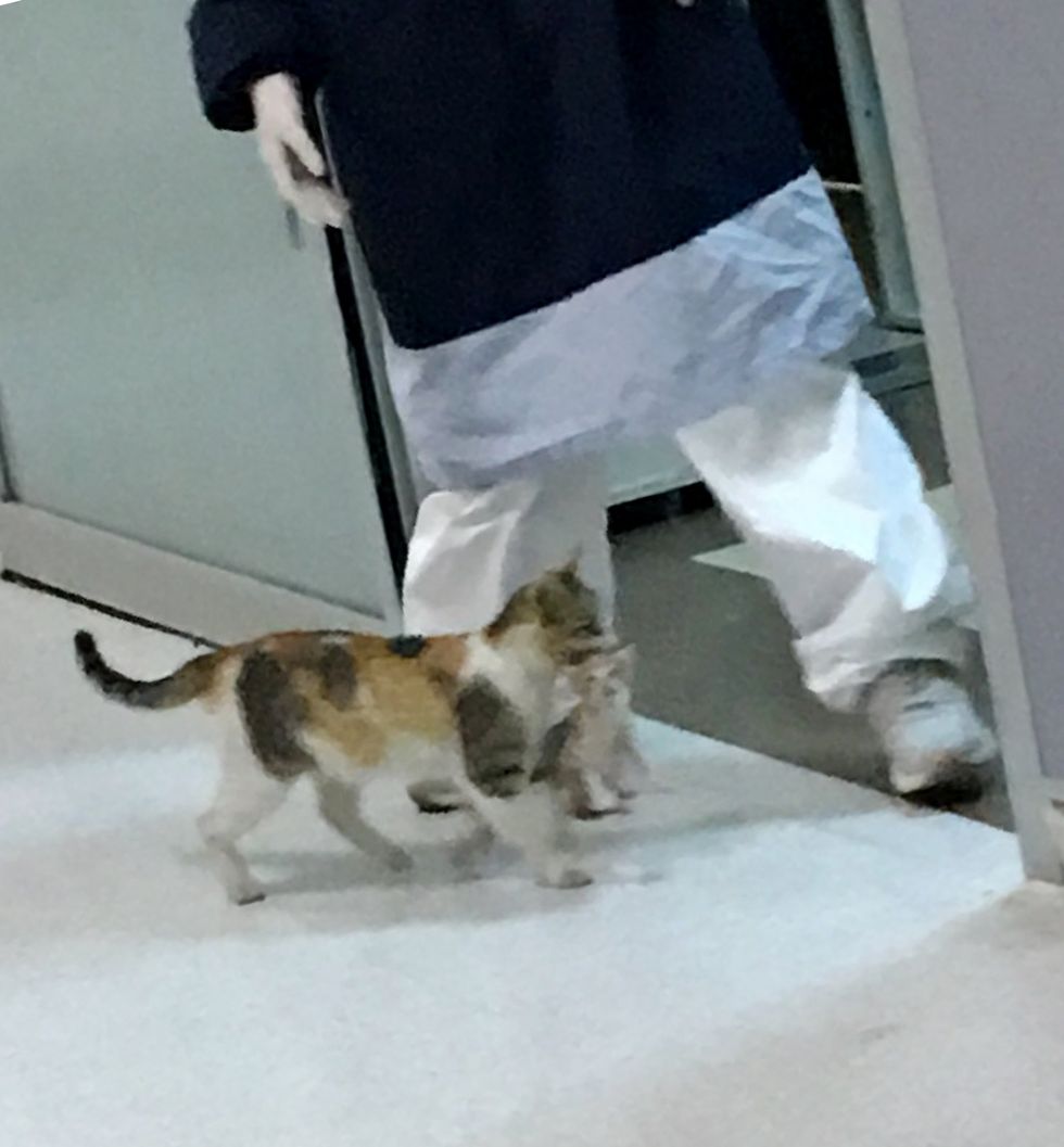 cat, kitten, hospital, ER, emergency room, Istanbul