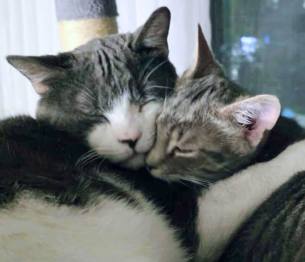Abraços de gatinhos de gatos aconchegar