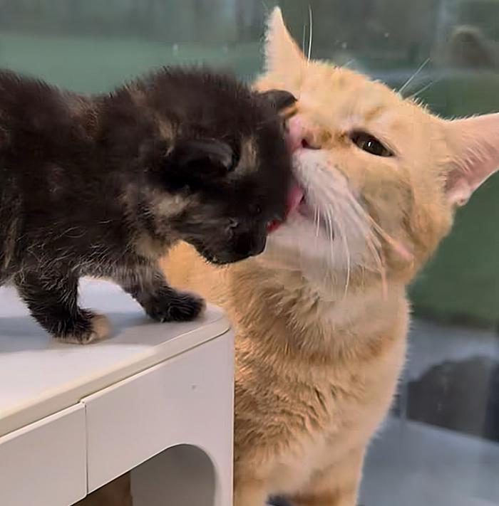 cat kitten kiss