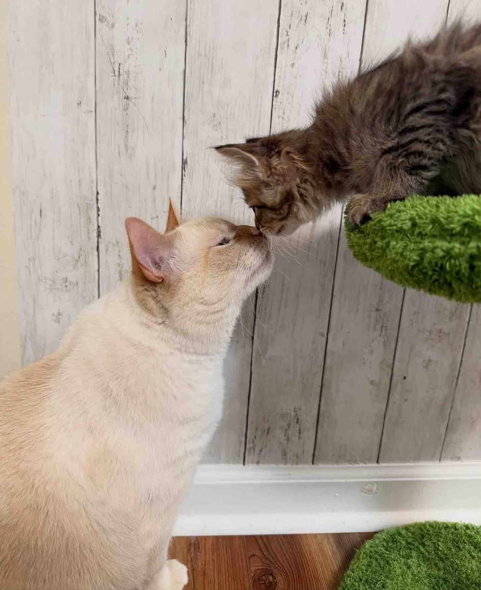 cat kitten kisses
