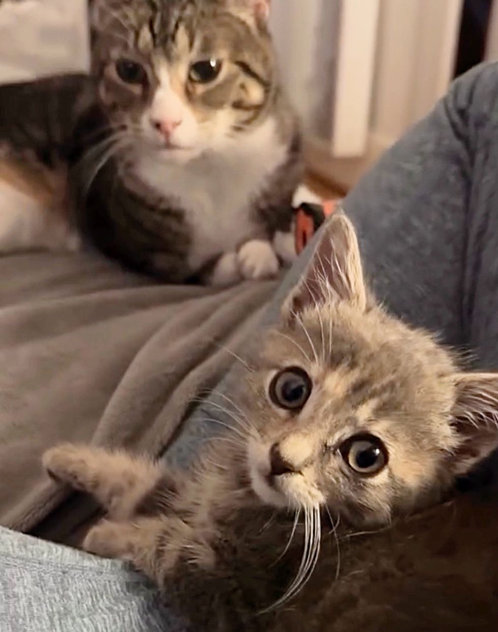 cat kitten lap buddies