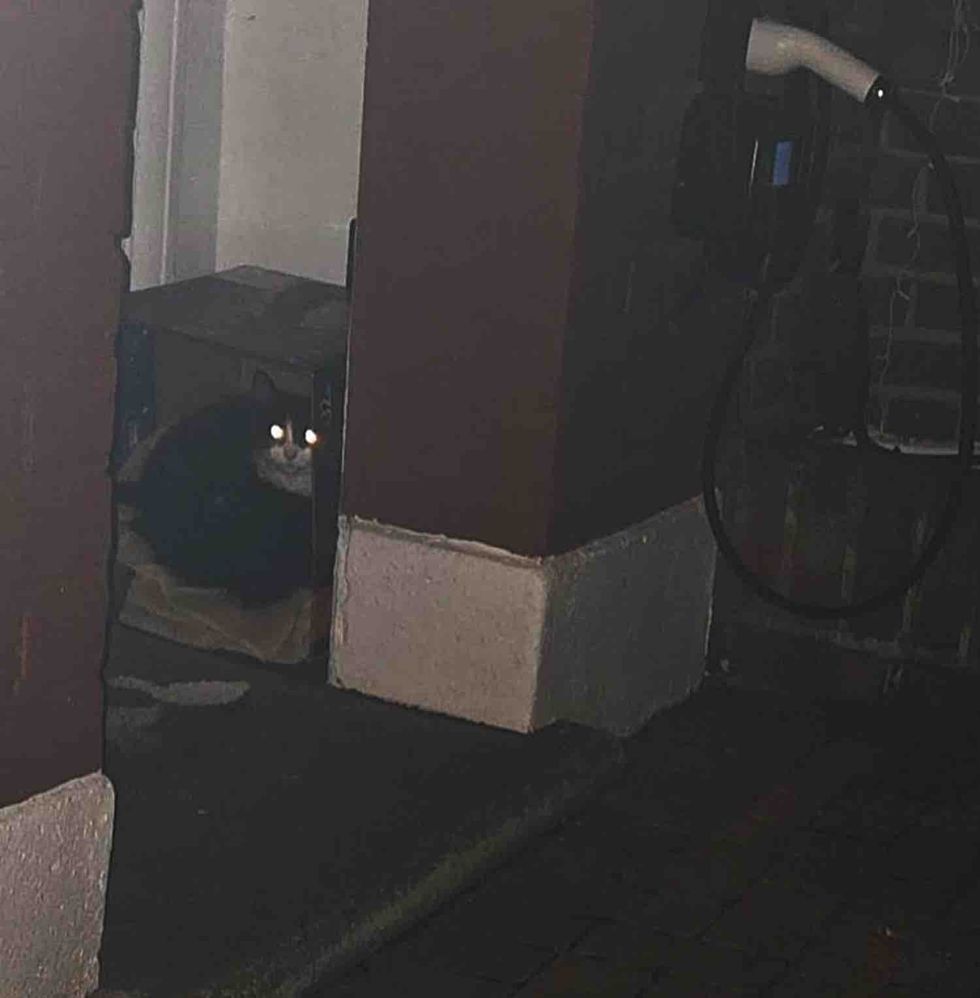 cat kitten makeshift shelter