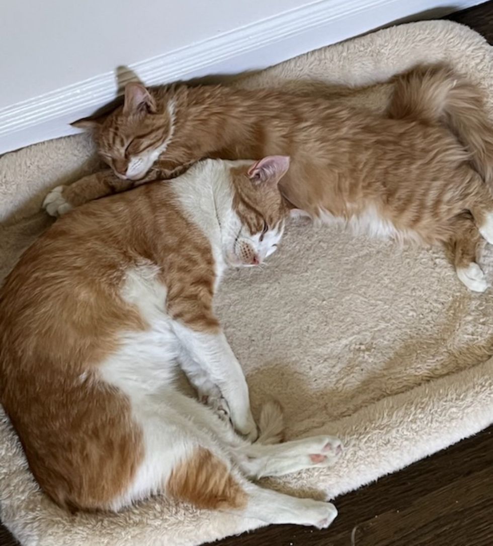 cat kitten napping cuddly