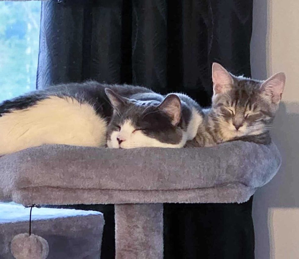 gatinhos gatinhos adormecidos