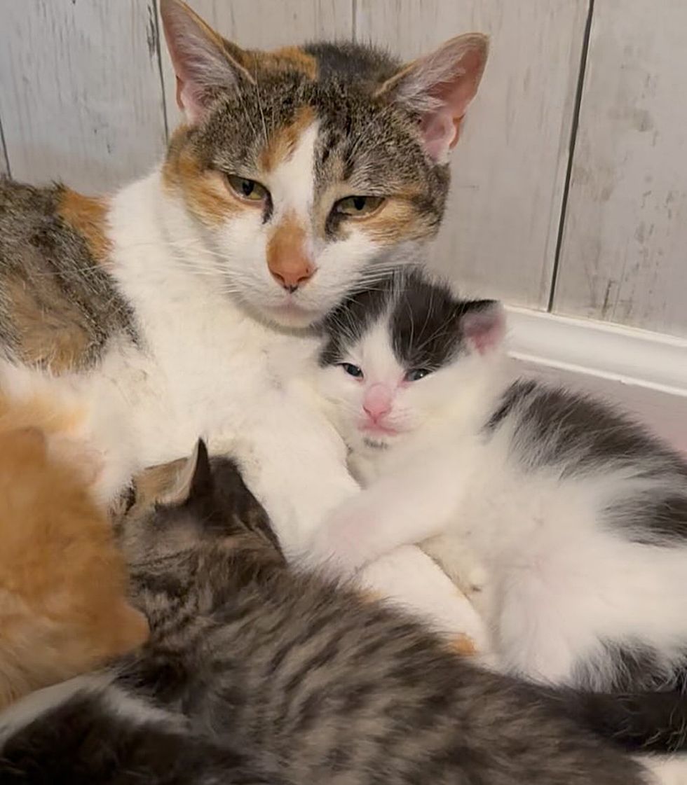 cat kitten snuggling