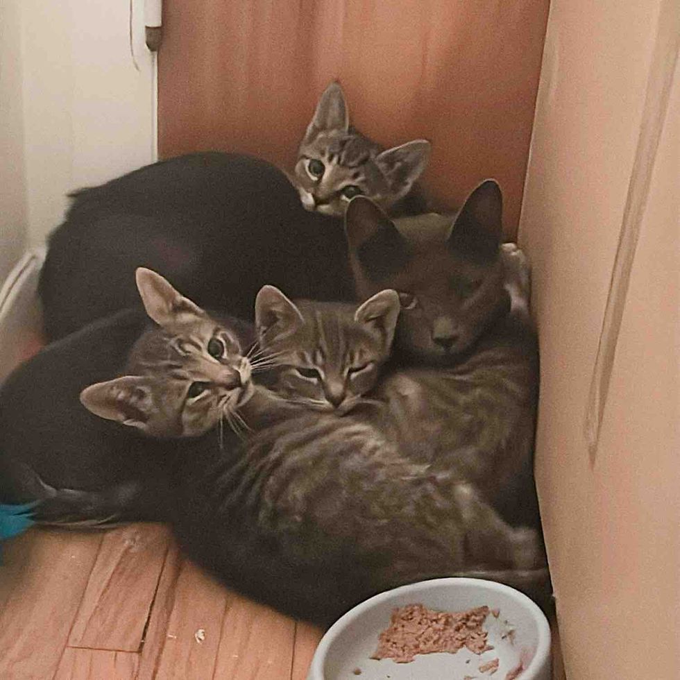 cat kitten tabby snuggles