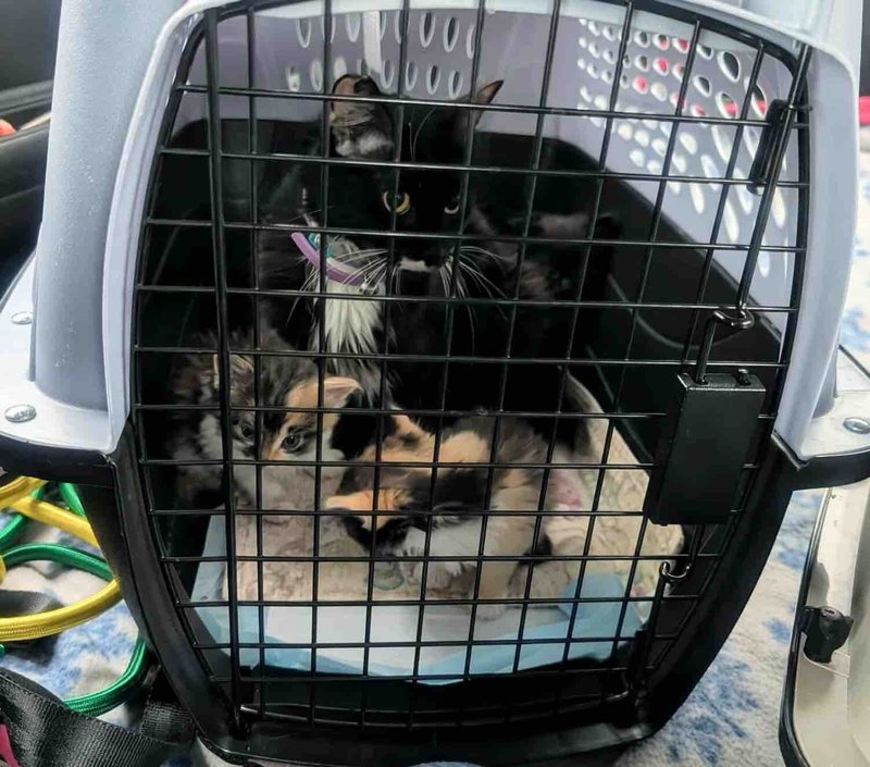 cat kittens carrier