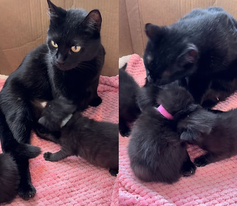 cat kittens house panthers