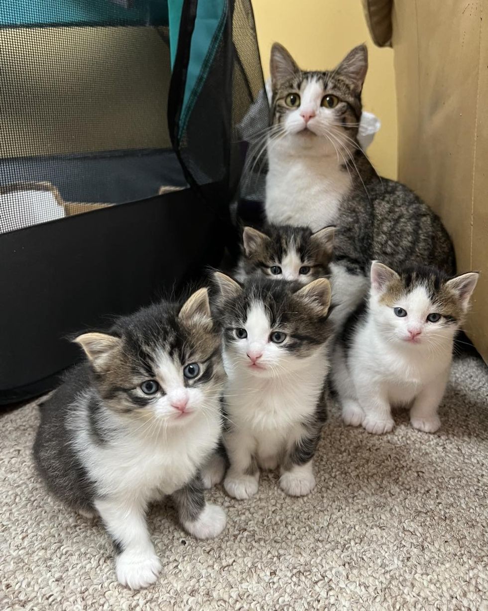 cat kittens mini mes