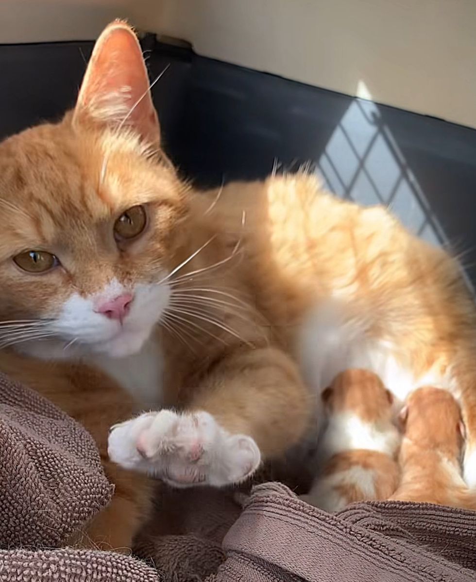 cat kittens nursing