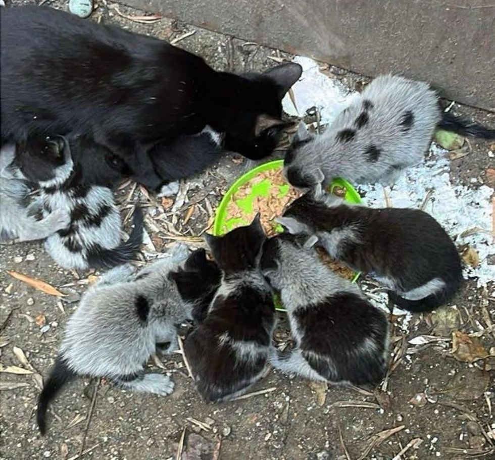 cat kittens yard