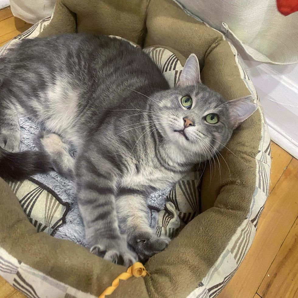 cat kneading bed