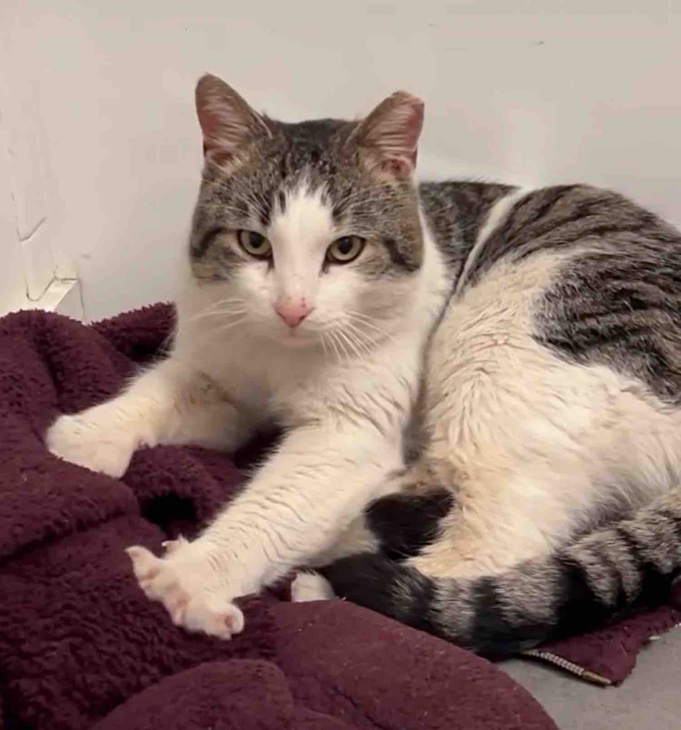 cat kneading blanket