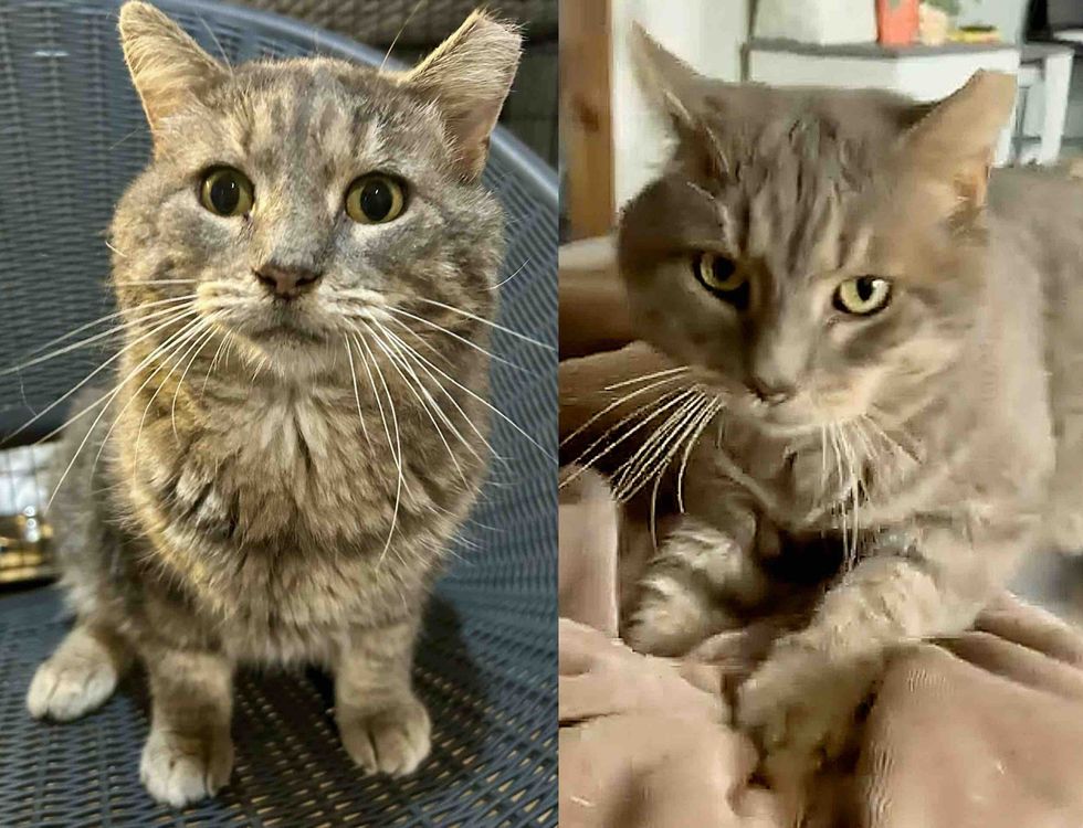 cat kneading happy indoors