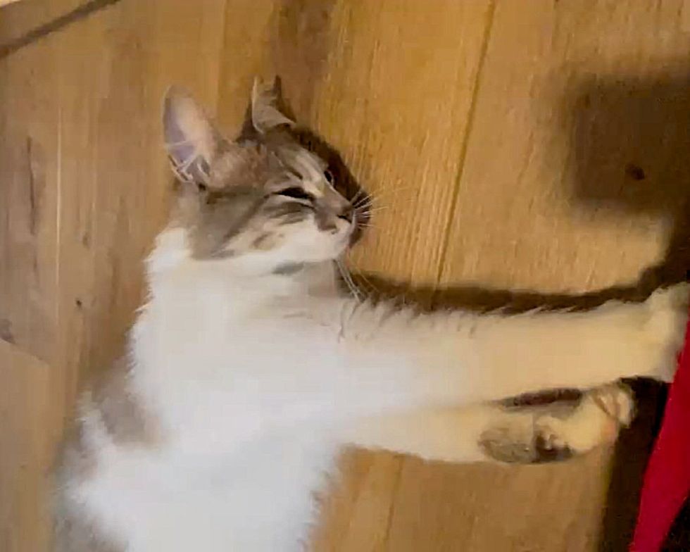 cat kneading making biscuits