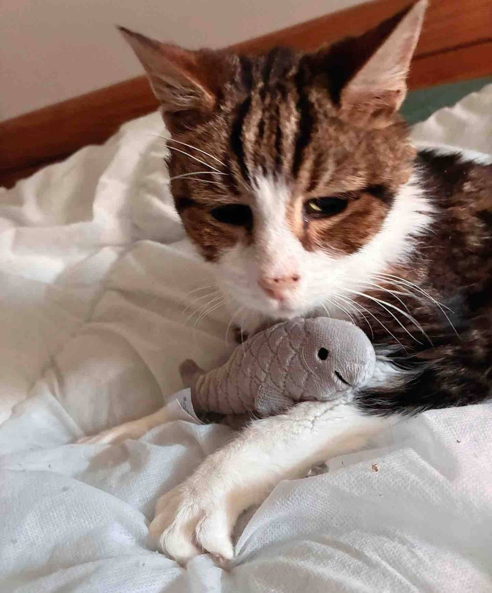 cat kneading paw bed