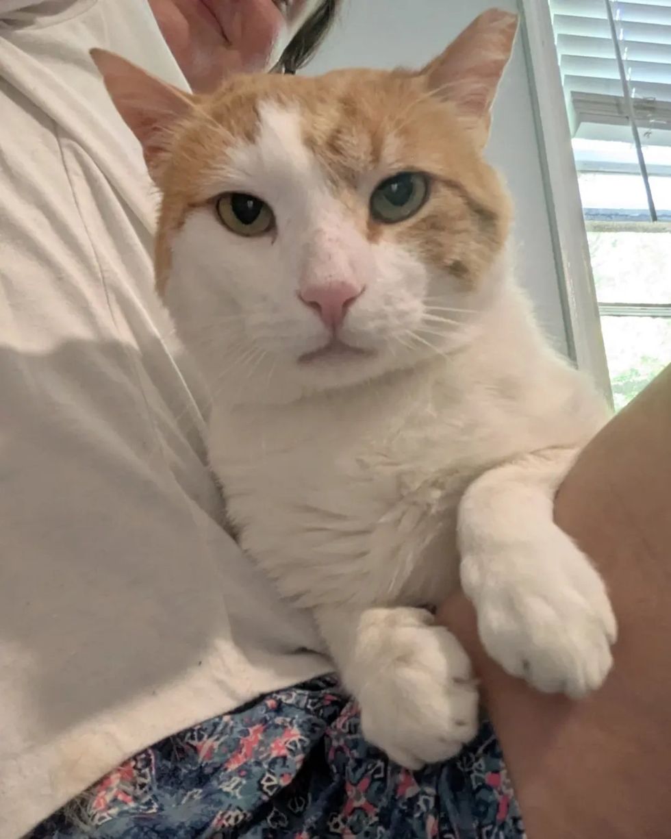 cat lap lounging