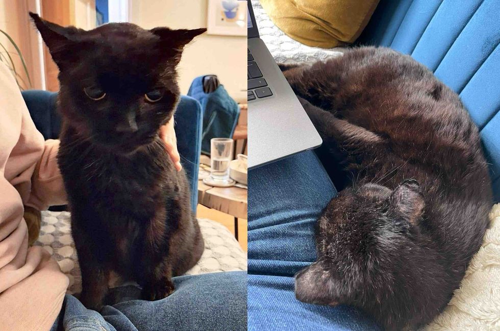 cat lap time snuggles